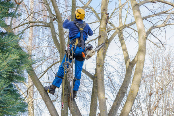 Sallisaw, OK Tree Care Services Company